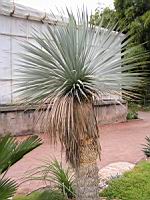 Yucca Rostrata (fam Agavacees)(01) (Photo F. Mrugala)
